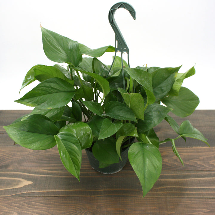 Epipremnum aureum 'Jade' Pothos, 6 Inch Houseplant