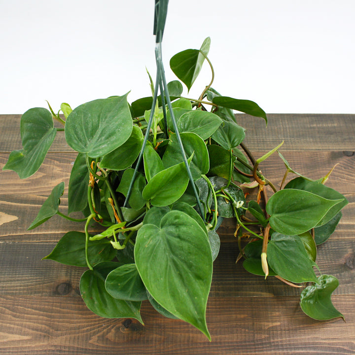 Philodendron cordatum Heartleaf Philodendron, 6 Inch Houseplant