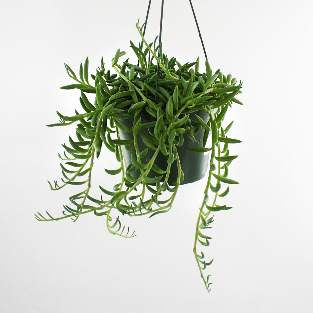 Senecio radicans glauca String of Fish Hooks, 6 Inch Houseplant