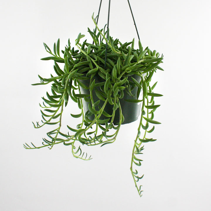 Senecio radicans glauca String of Fish Hooks, 6 Inch Houseplant