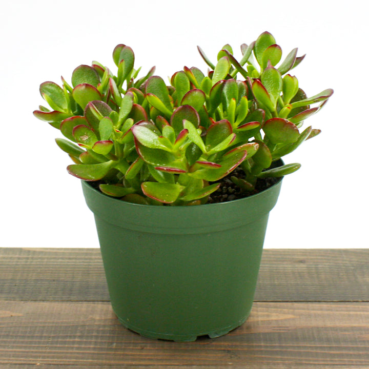 Crassula ovata 'Crosby' Jade Plant, 6 Inch Houseplant