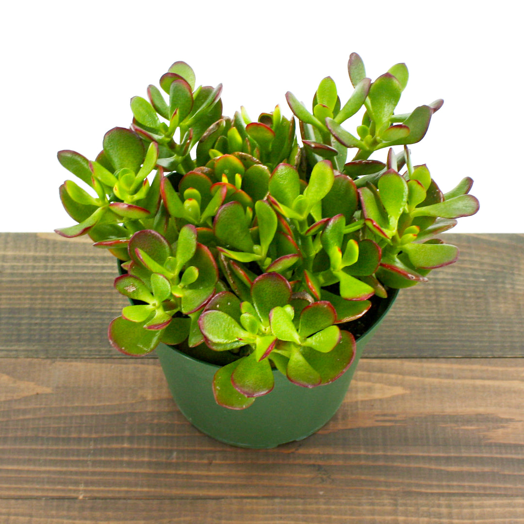Crassula ovata 'Crosby' Jade Plant, 6 Inch Houseplant