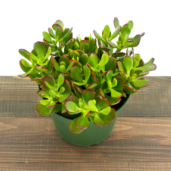 Crassula ovata 'Crosby' Jade Plant, 6 Inch Houseplant