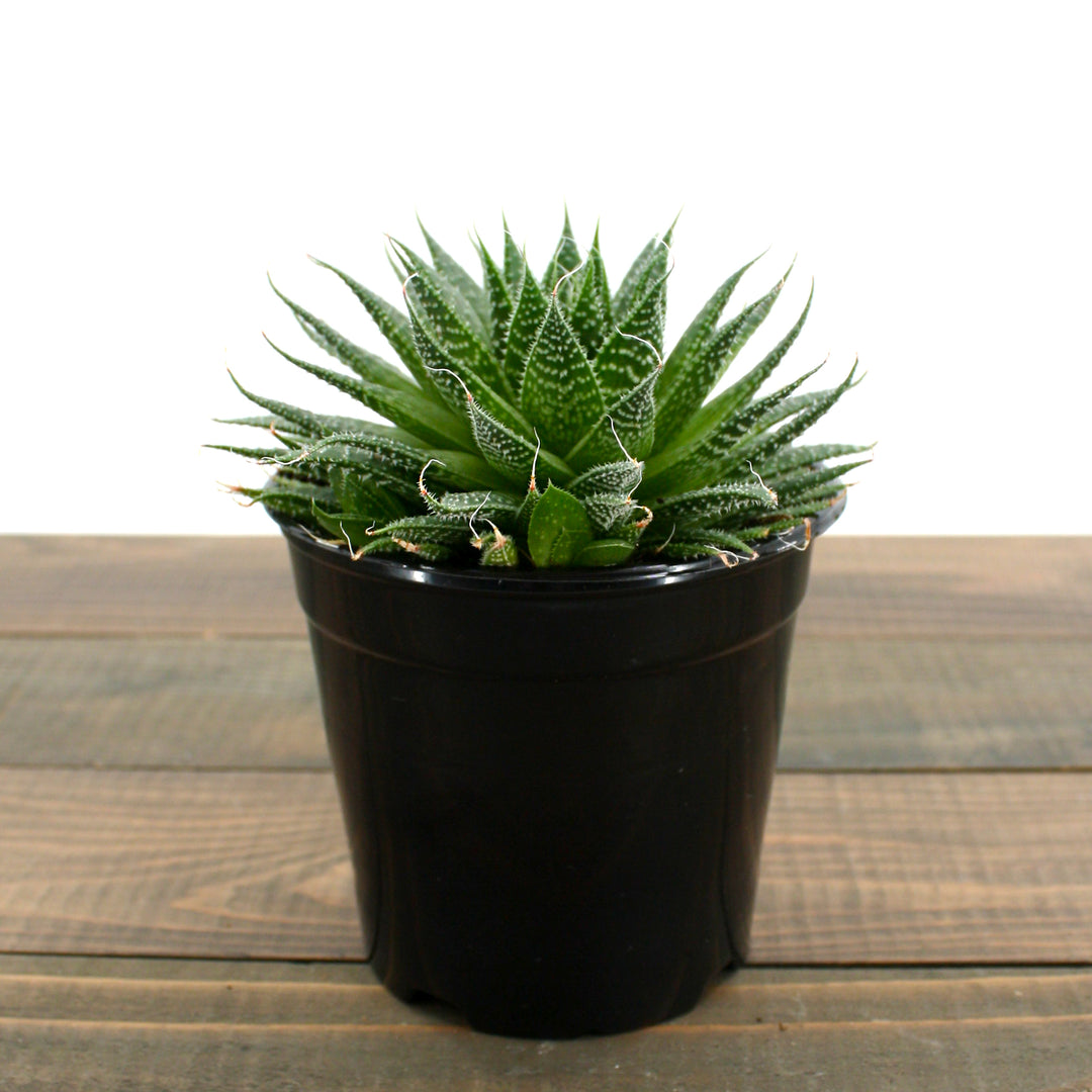 Haworthia aristata Haworthia, 4 Inch Houseplant