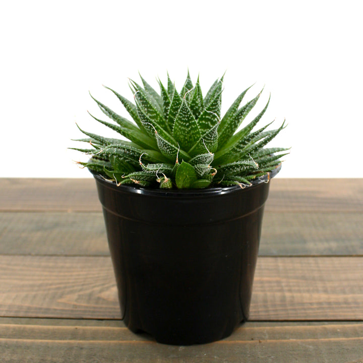 Haworthia aristata Haworthia, 4 Inch Houseplant