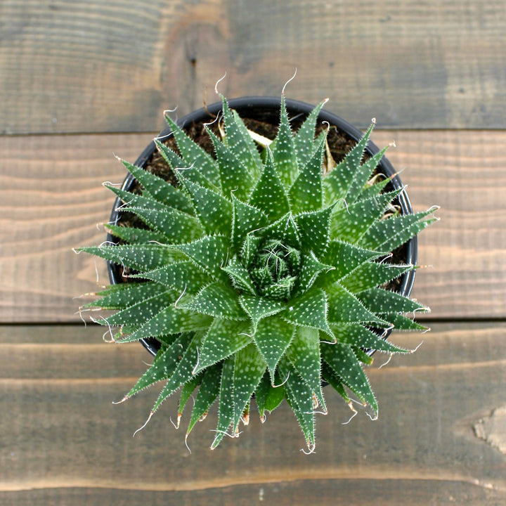 Haworthia aristata Haworthia, 4 Inch Houseplant