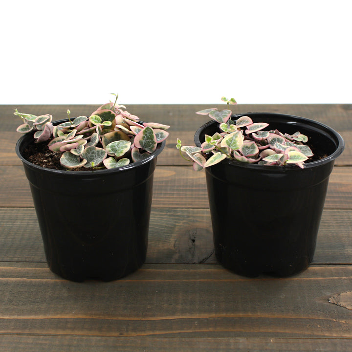 Ceropegia woodii 'Variegata' Variegated String of Hearts, 4 Inch Houseplant