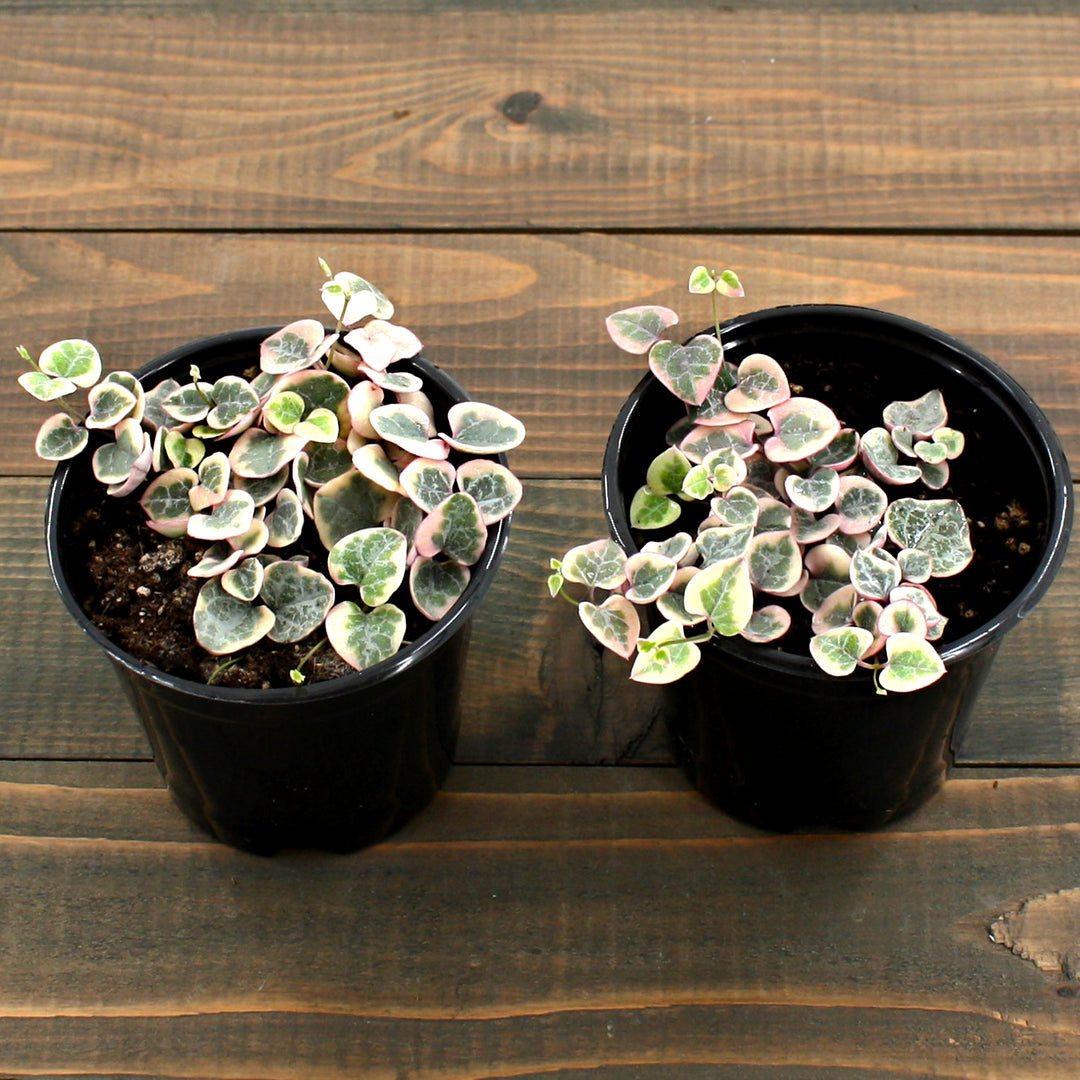 Ceropegia woodii 'Variegata' Variegated String of Hearts, 4 Inch Houseplant