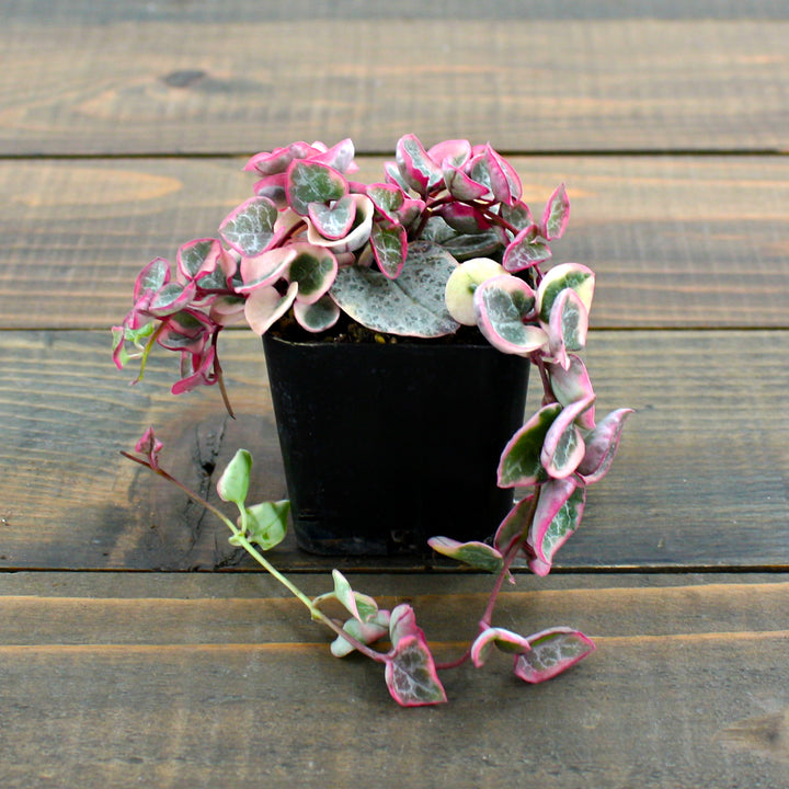 Ceropegia woodii 'Variegata' Variegated String of Hearts, 2 Inch Houseplant