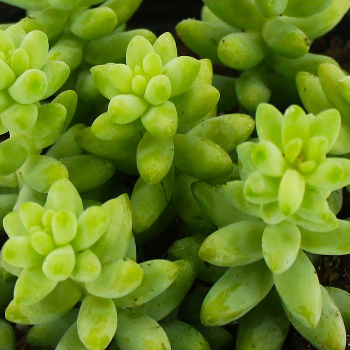 The Good Earth Nursery generic Donkey's Tail Sedum (Sedum morganianum), 4 Inch houseplant