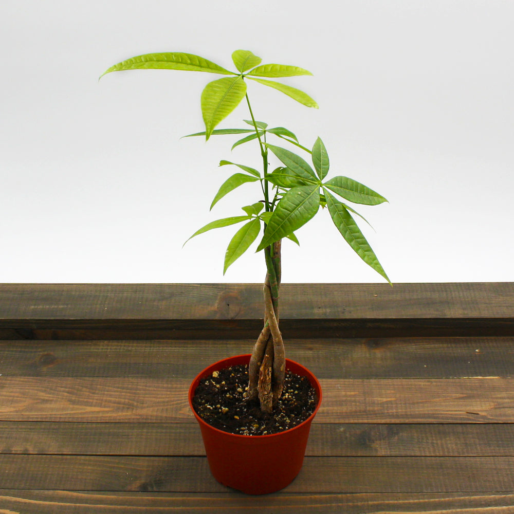 Al's Garden & Home generic Money Tree (Pachira aquatica), 6 Inch Braided houseplant