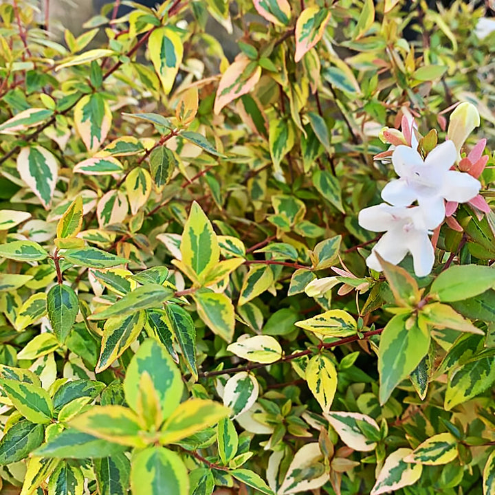 Al's Garden & Home 'Kaleidoscope' Abelia, 8 Inch Container shrub