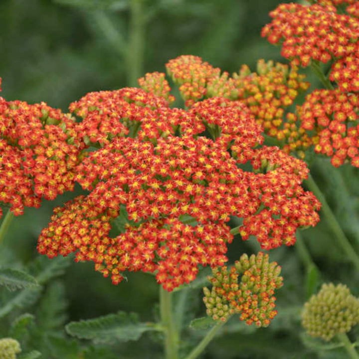 Al's Garden & Home 'Sassy Summer Sunset' Yarrow (Achillea), 1 Gallon 