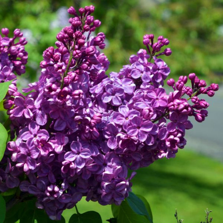 Syringa vulgaris 'Agincourt Beauty' Common Lilac, Shrub