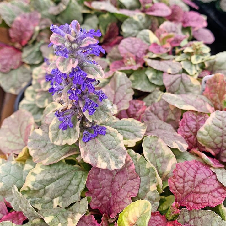 Al's Garden & Home 'Burgundy Glow' Ajuga (Ajuga reptans), 4 Inch annual