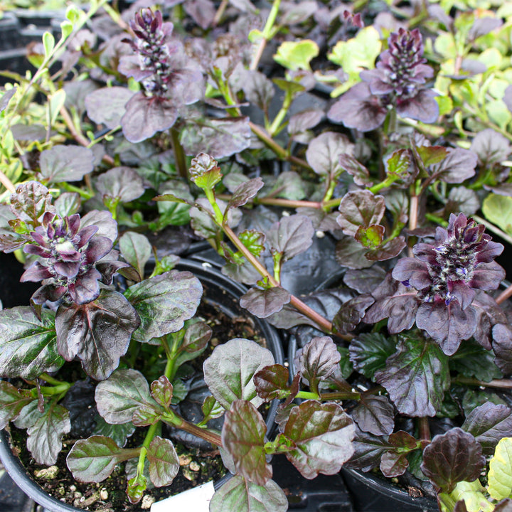 Al's Garden & Home 'Black Scallop' Ajuga (Ajuga reptans), 4 Inch perennial