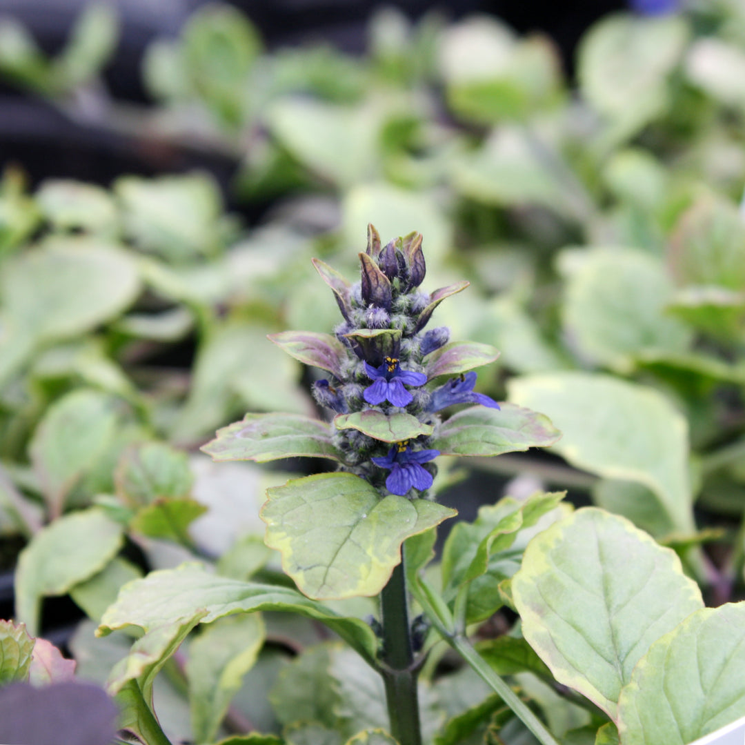 Al's Garden & Home 'Golden Glow' Ajuga (Ajuga reptans), 5 Inch Container perennial