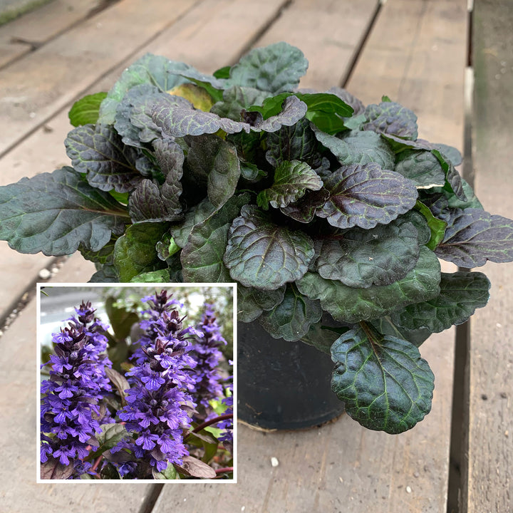 Al's Garden & Home 'Black Scallop' Ajuga (Ajuga reptans), 4 Inch perennial