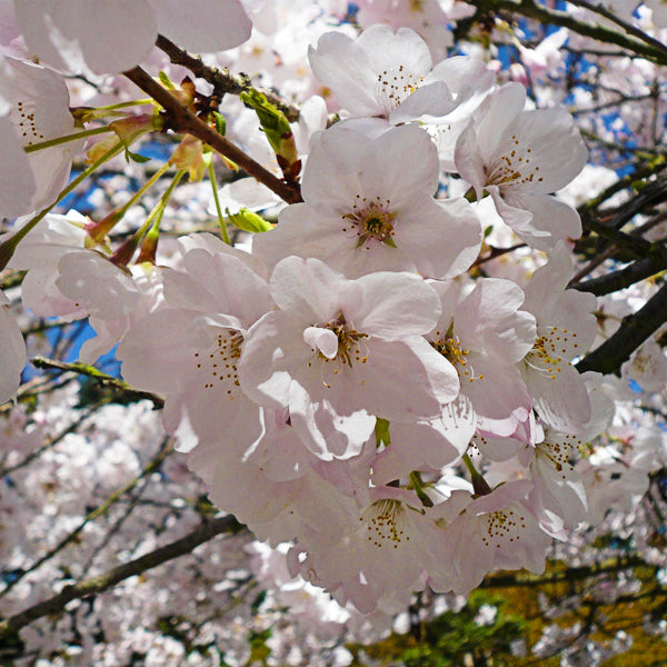 Flowering Cherry Tree - 'Akebono'
