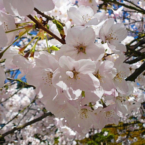 Al's Garden & Home 'Akebono' Yoshino Cherry (Prunus x yedoensis), 15 Gallon tree