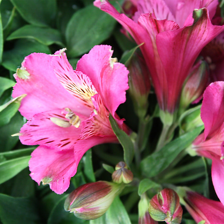 Al's Garden & Home 'Inca Goal' Peruvian Lily (Alstroemeria), 12 Inch Decorative Pot perennial