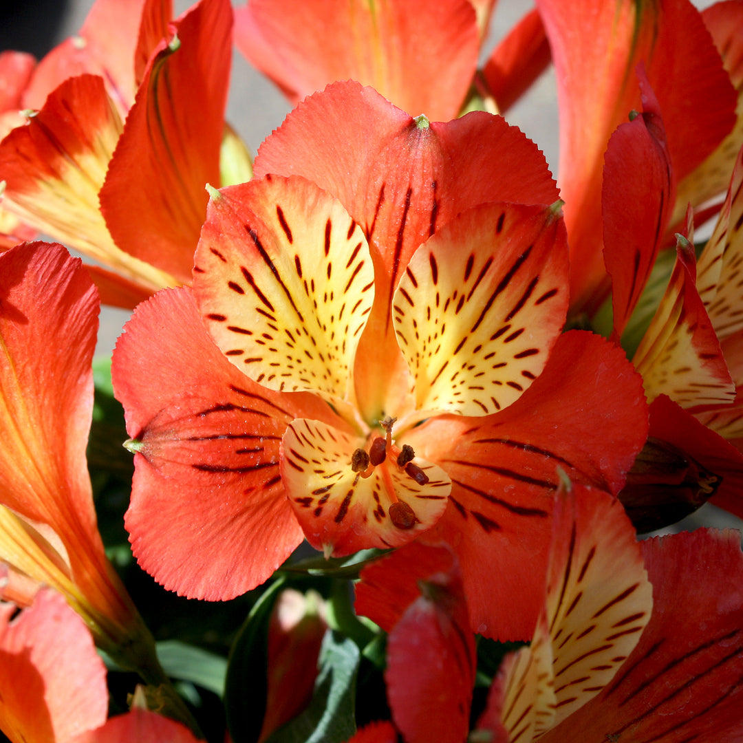 Al's Garden & Home 'Inca Safari' Peruvian Lily (Alstroemeria), 12 Inch Decorative Pot perennial