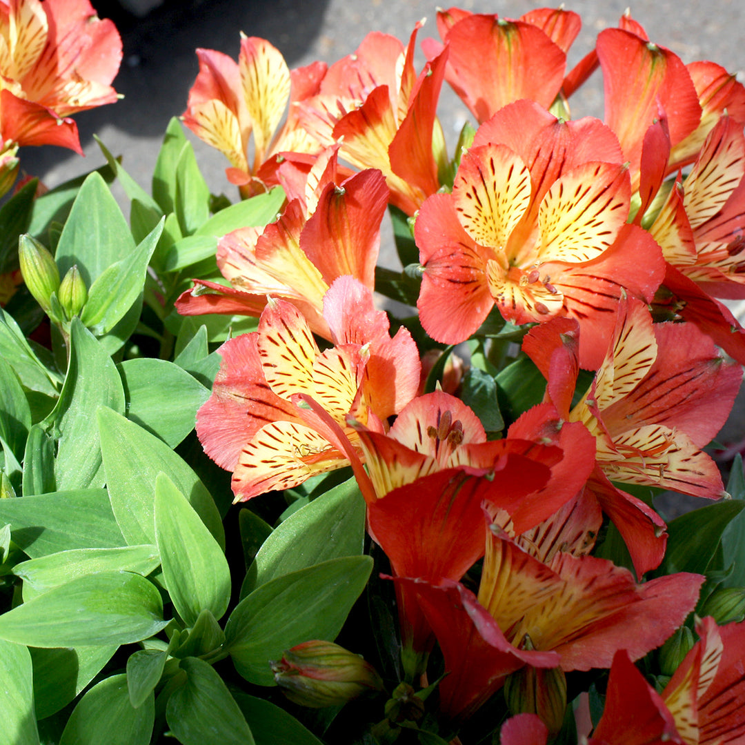 Al's Garden & Home 'Inca Safari' Peruvian Lily (Alstroemeria), 12 Inch Decorative Pot perennial