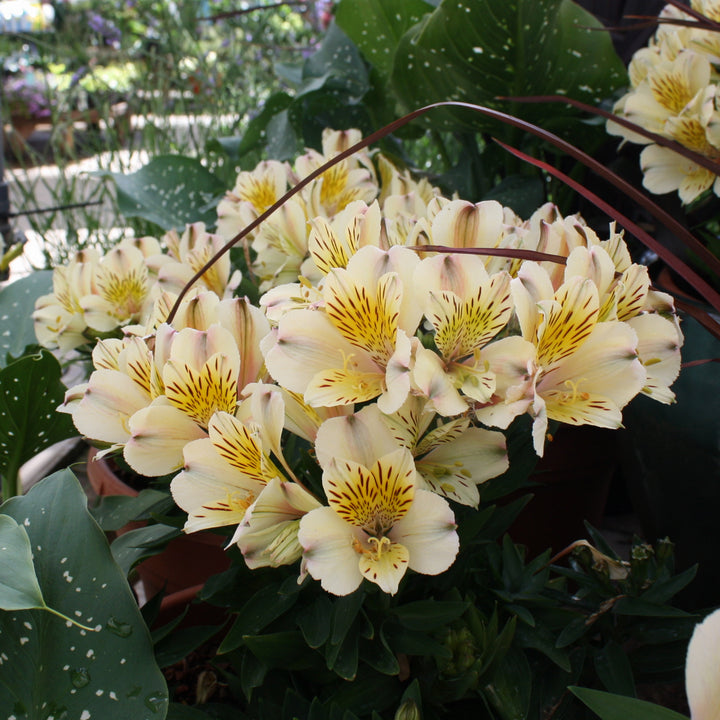 Al's Garden & Home 'Inticancha Bryce' Peruvian Lily (Alstroemeria), 12 Inch Decorative Pot perennial