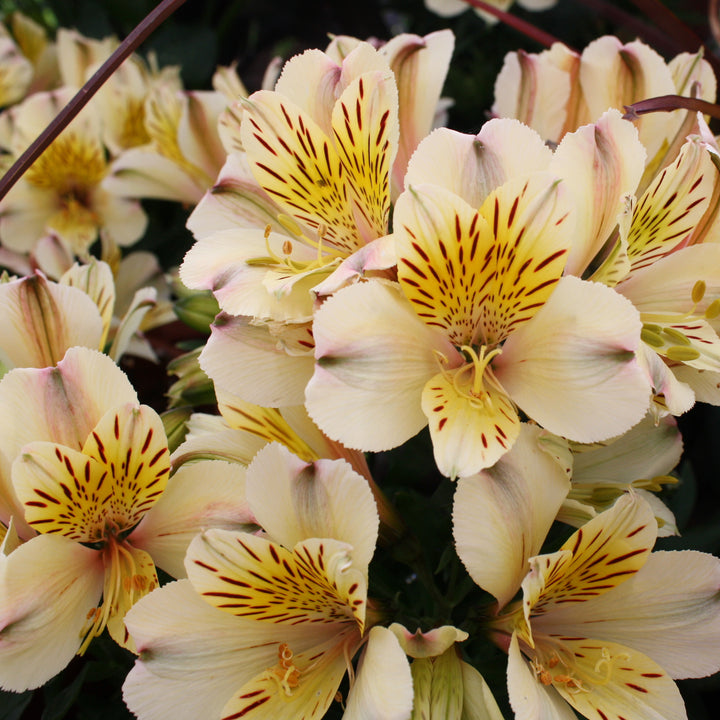 Al's Garden & Home 'Inca Sundance' Peruvian Lily (Alstroemeria), 12 Inch Decorative Pot perennial