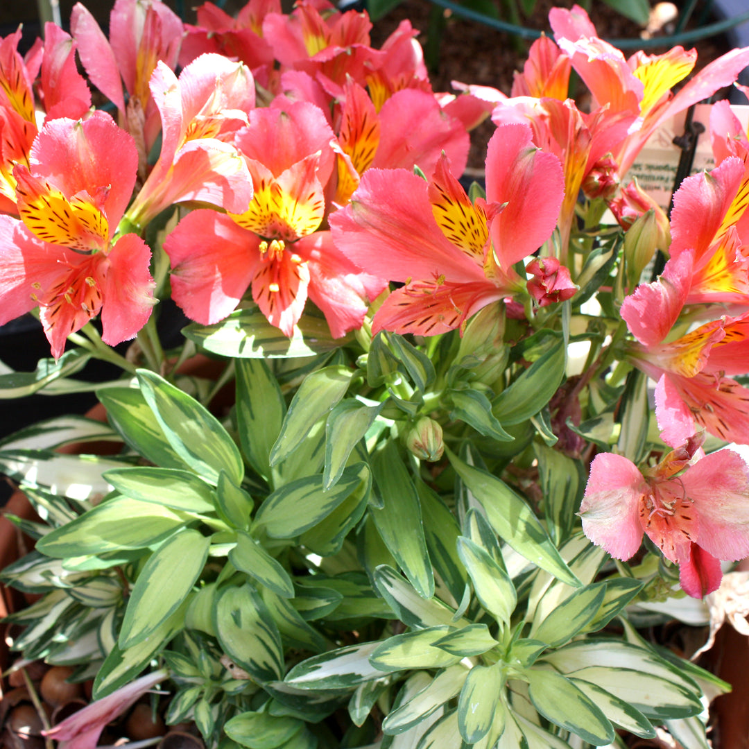 Al's Garden & Home 'Inticancha Maya' Peruvian Lily (Alstroemeria), 12 Inch Decorative Pot perennial