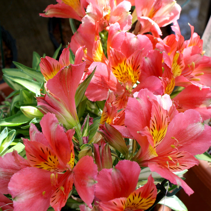 Al's Garden & Home 'Inticancha Maya' Peruvian Lily (Alstroemeria), 12 Inch Decorative Pot perennial