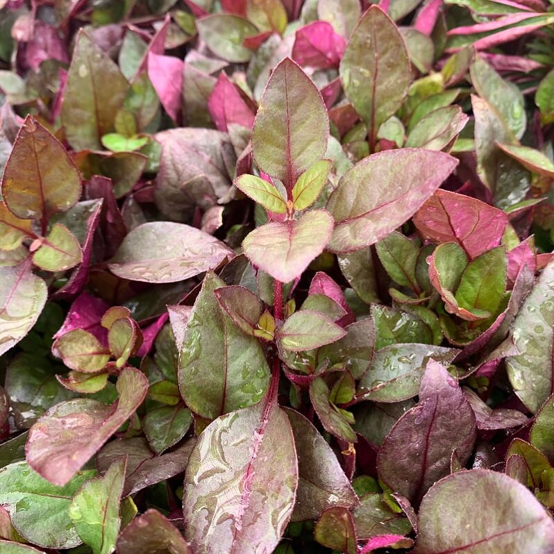 Al's Garden & Home 'Coco Chilli' Alternathera (Alternathera dentata), 4 Inch annual