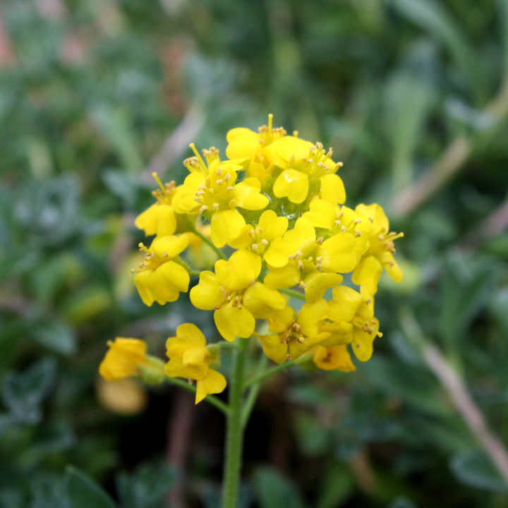 Alyssum - ‘Golden Spring’