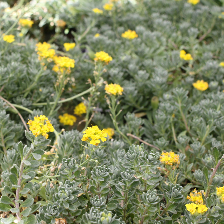 Alyssum - ‘Golden Spring’