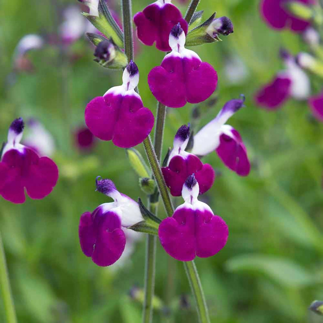 Al's Garden & Home 'Amethyst Lips' Hardy Salvia (Salvia), 1 Gallon perennial