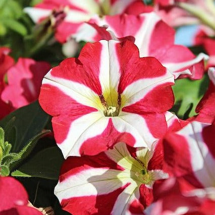 Petunia x 'Amore King Of Hearts' Amore® King Of Hearts Premium Petunia, Annual