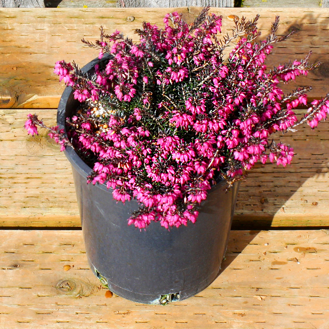 Heather