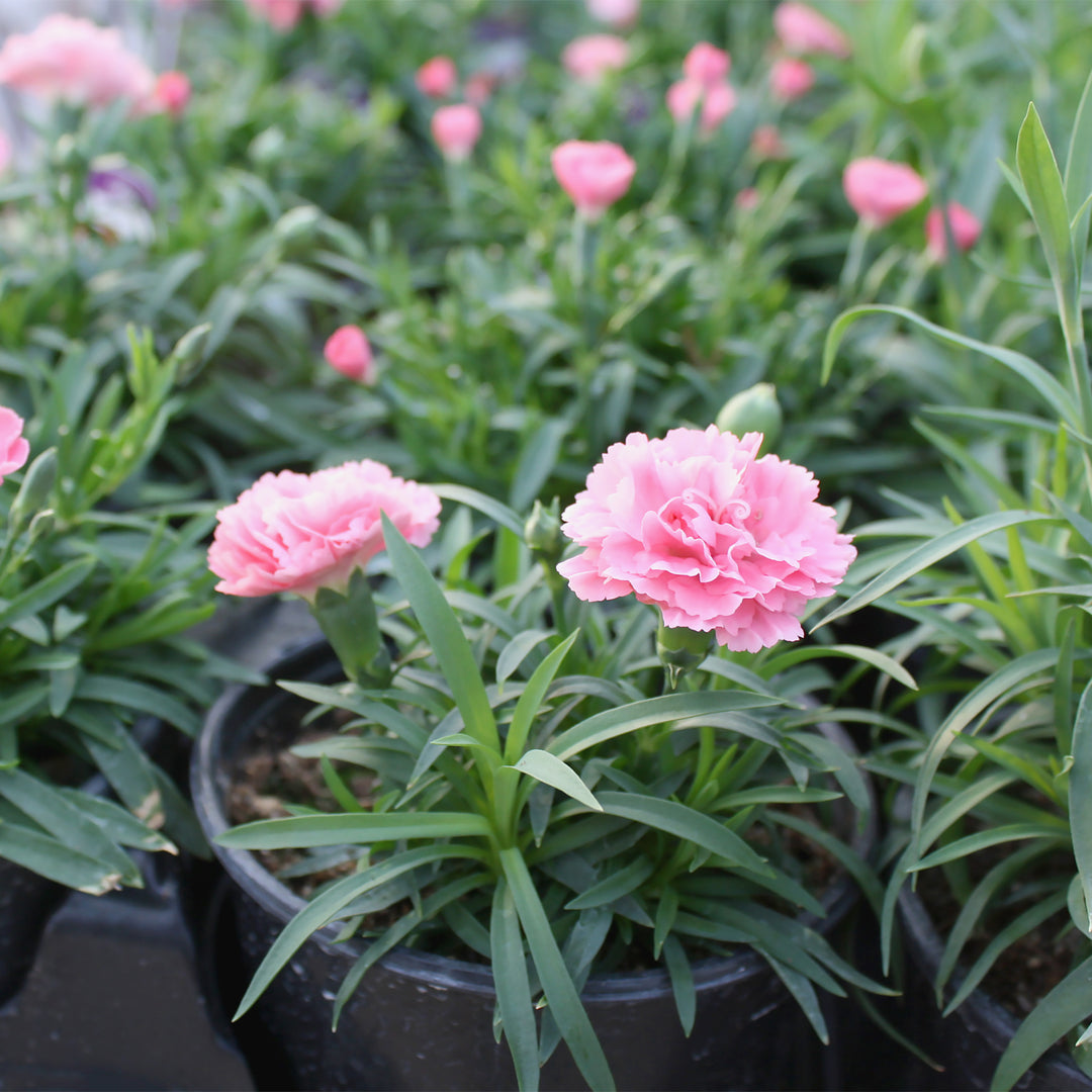 Al's Garden & Home 'Mix' Carnation (Dianthus), 1 Quart annual