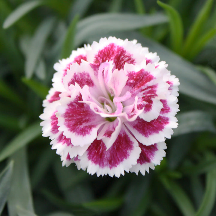 Al's Garden & Home 'Mix' Carnation (Dianthus), 1 Quart annual