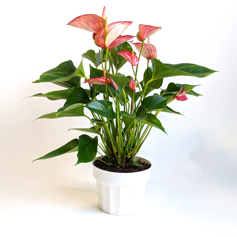 Al's Garden & Home 'Livium' Flamingo Lily (Anthurium andraeanum), 4 Inch houseplant