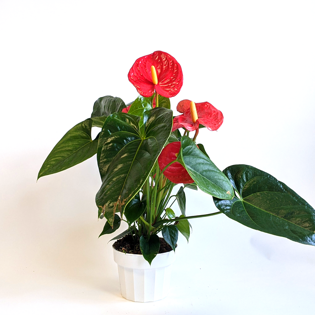 Al's Garden & Home 'Red Flower' Flamingo Lily (Anthurium andraeanum), 4 Inch houseplant