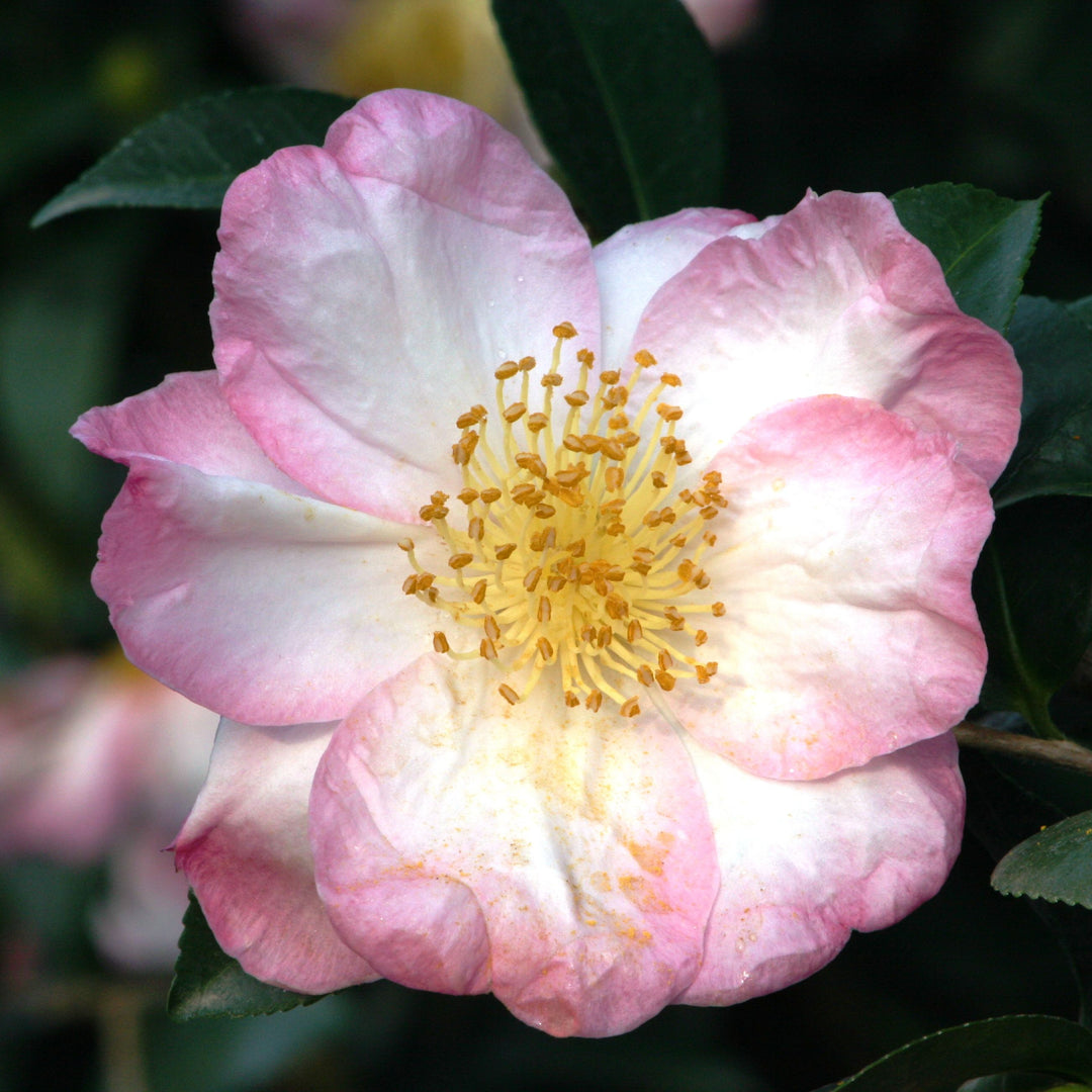 Camellia sasanqua 'Apple Blossom' Camellia, Shrub