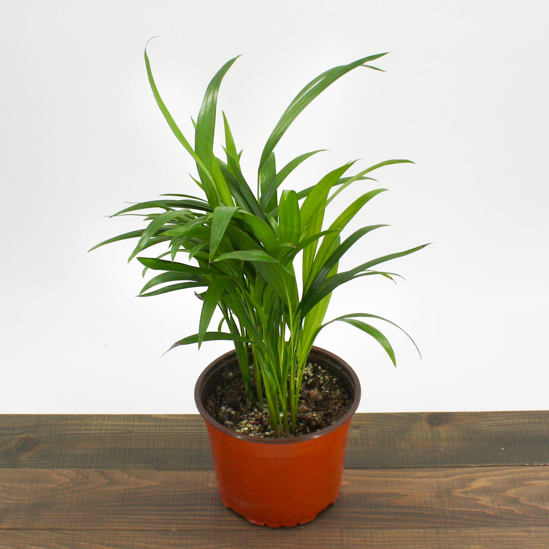 Dypsis lutescens Areca Palm, Houseplant