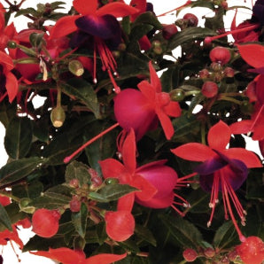 Fuchsia 4" (Annual)