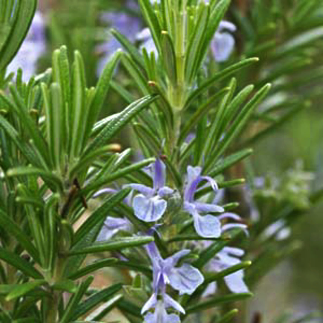 Salvia rosmarinus 'Arp' Rosemary, Perennial