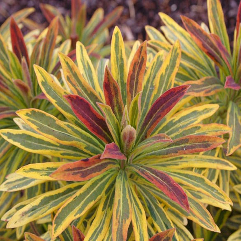 Euphorbia martinii 'Ascot Rainbow' PP21401 Euphorbia, Perennial