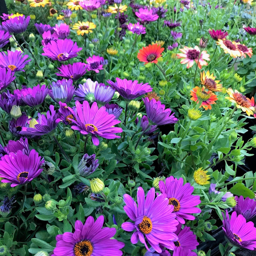 Osteospermum ecklonis 'Assorted' African Daisy, Annual