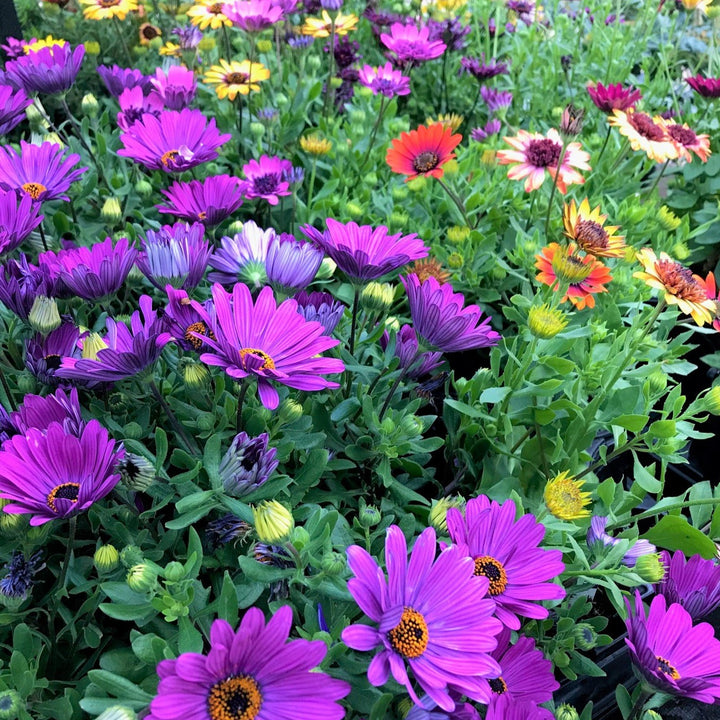 Osteospermum ecklonis 'Assorted' African Daisy, Annual