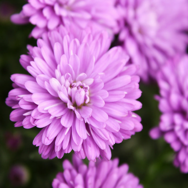 Aster (Annual)