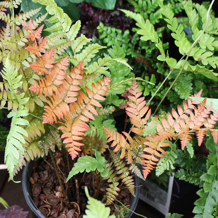 Dryopteris erythrosora Autumn Fern, Perennial